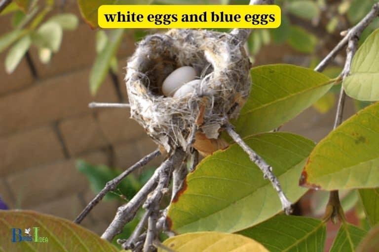 How Are Hummingbird Eggs Classified