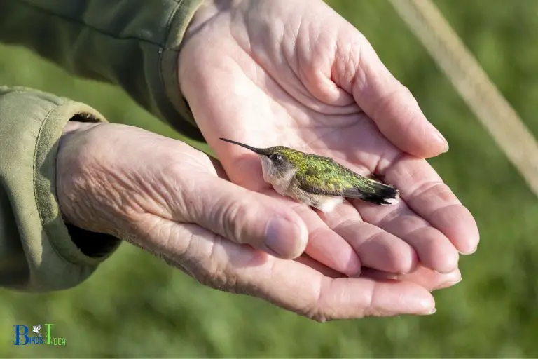 How Are Hummingbirds Received by Birdwatchers and Wildlife Fans