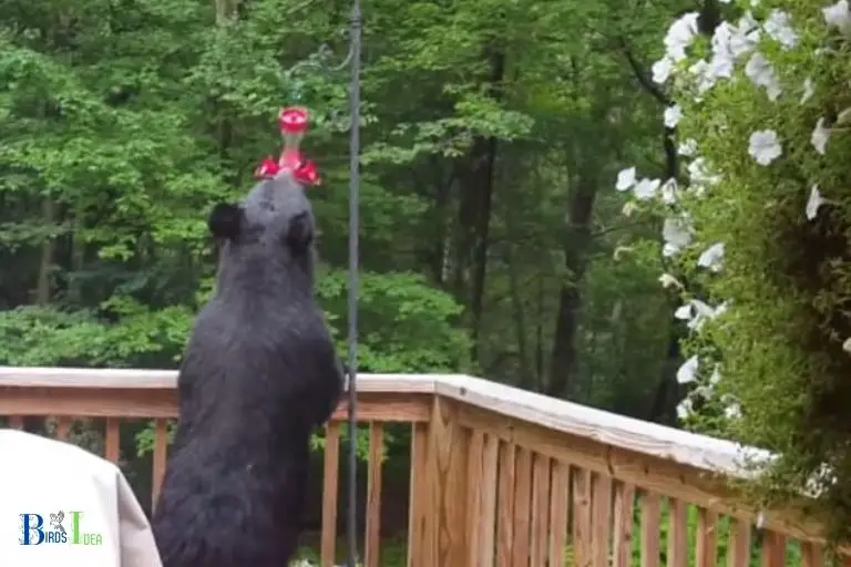How Bears Are Able To Access Hummingbird Feeders
