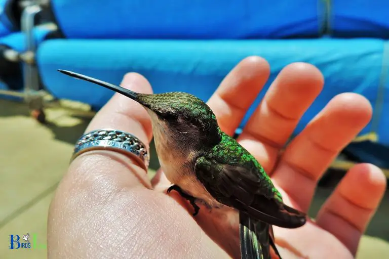 How Can Consistency and Patience Help Form a Strong Bond With A Hummingbird