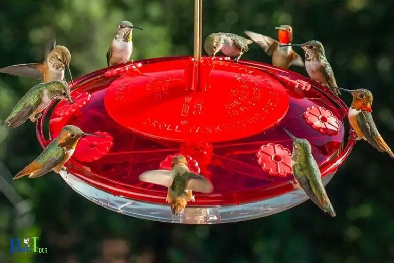 How Can I Attract More Hummingbirds To My Feeder With Proper Shade