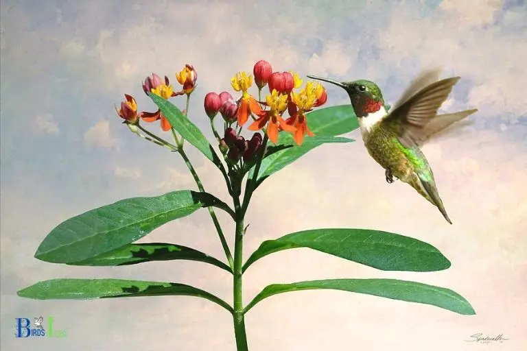 How Can Milkweed be Used to Help Hummingbirds in the Wild