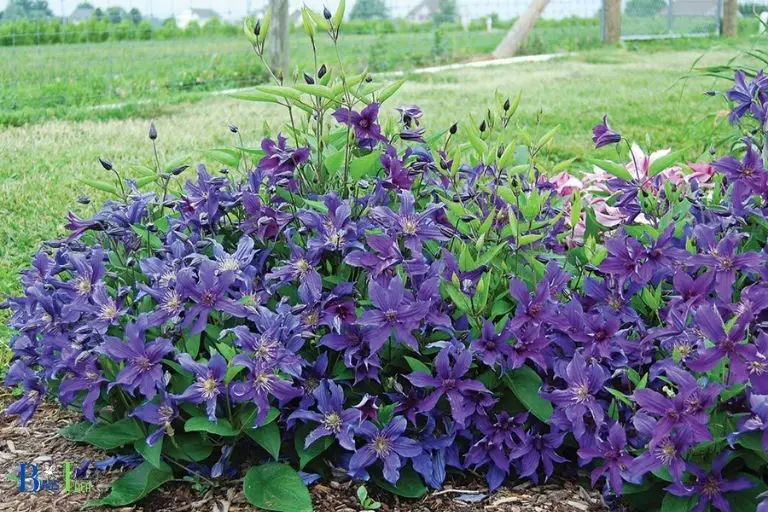 How Can We Plant Clematis to benefits Hummingbirds