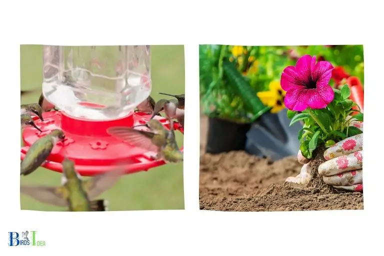 How Can You Help Hummingbirds During Migration
