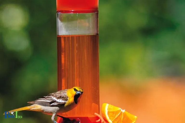 How Clever Orioles Figure Out How To Make Use Of The Feeder