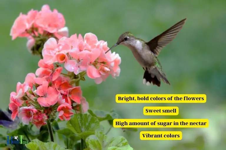 How Do Canna Lilies Attract Hummingbirds
