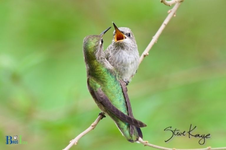 How Do Different Hummingbird Species Chirp to Communicate With Each Other