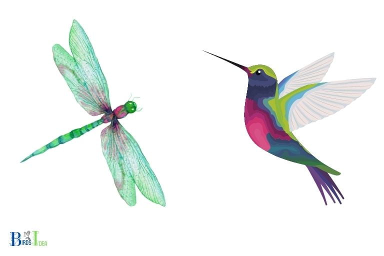 How Do Dragonflies and Hummingbirds Differ in Color
