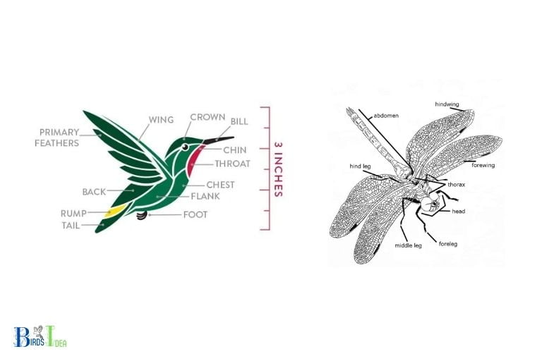 How Do Dragonflies and Hummingbirds Differ in Size