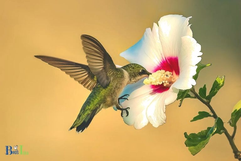 How Do Hummingbirds Benefit From the Rose of Sharon