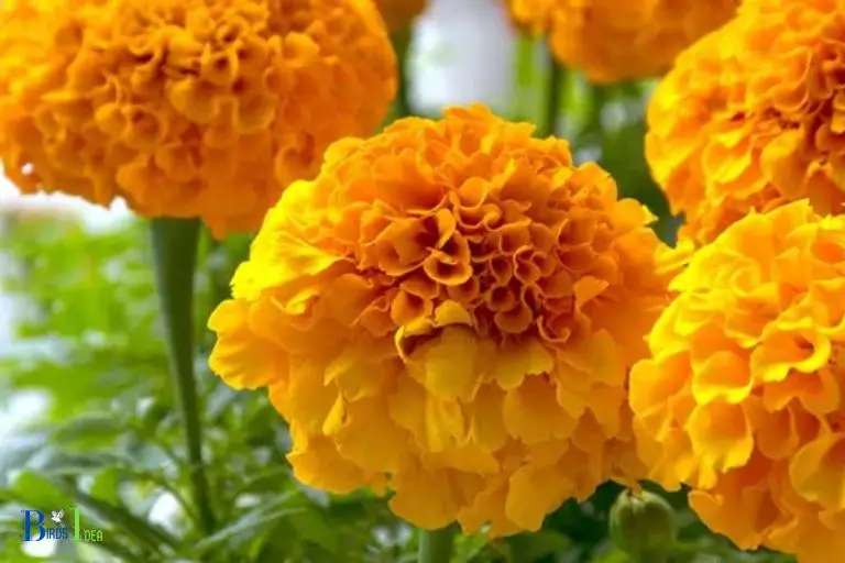 How Do Hummingbirds Benefit from Marigolds