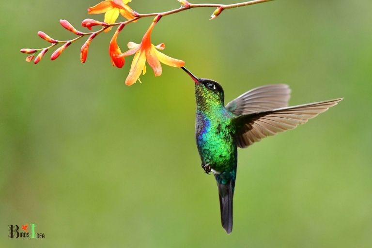 How Do Hummingbirds Feed on Seeds
