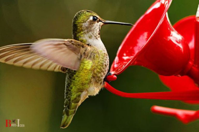 How Do Hummingbirds Find The Sweetest Nectar