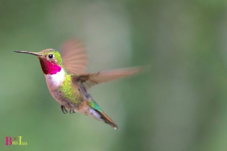 How Do Hummingbirds Fly