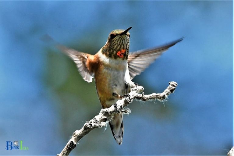 How Do Hummingbirds Get Back to Idaho in the Spring