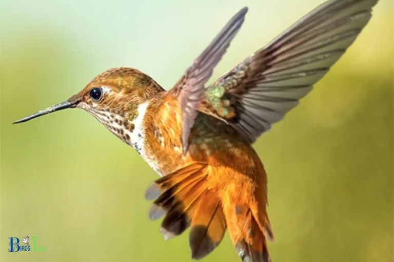 How Do Hummingbirds Maintain Stability While Flying Upside Down