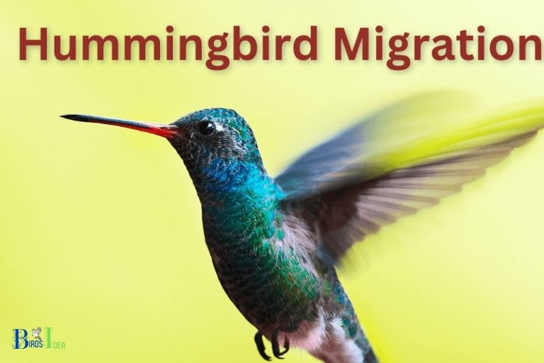 How Do Hummingbirds Migrate