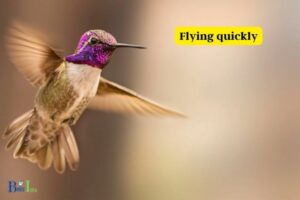How Do Hummingbirds Protect Themselves From Predators?