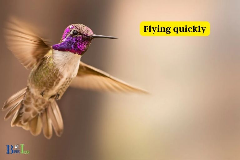 How Do Hummingbirds Protect Themselves from Predators