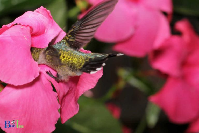 How Do Hummingbirds Receive Benefits from Mandevilla Blooms