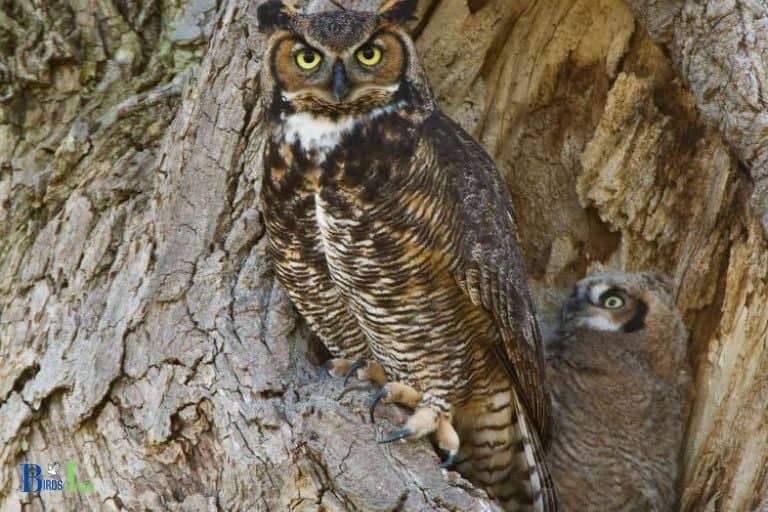 How Do Hummingbirds Recognize the Risk of Being Attacked by Owls