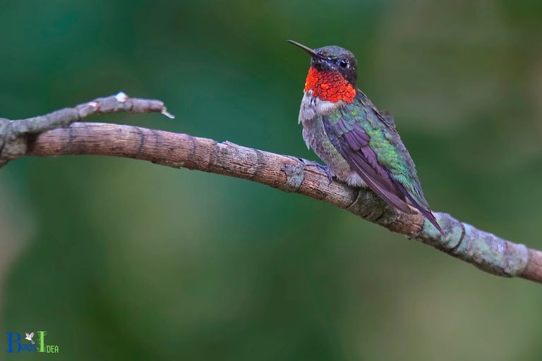 How Do Hummingbirds Survive in the Wild