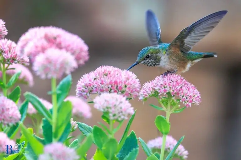 How Do Hummingbirds Use Hydrangeas to Feed