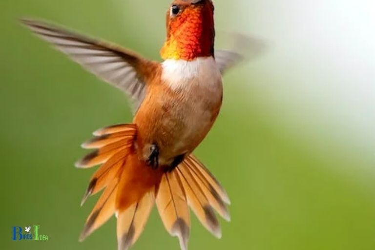 How Do Hummingbirds Wings Help Them Fly