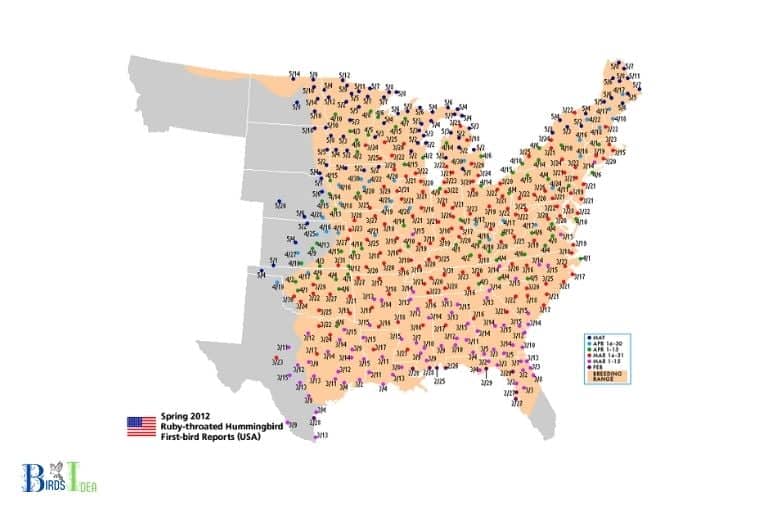 How Do Hummingbirds in California Migrate