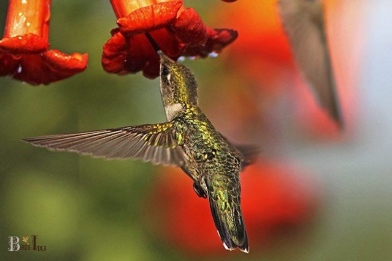 How Do Mandevilla Blooms Attract Hummingbirds