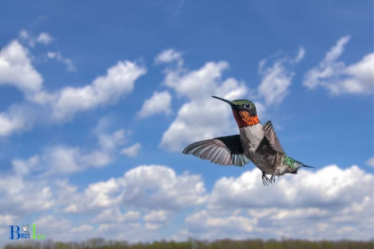 How Do Shortening Days Impact Hummingbird Migration