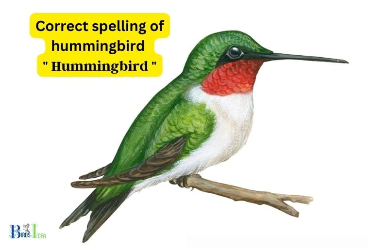 How Do You Spell Hummingbird