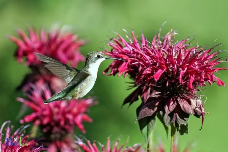 How Does Bee Balm Attract Hummingbirds