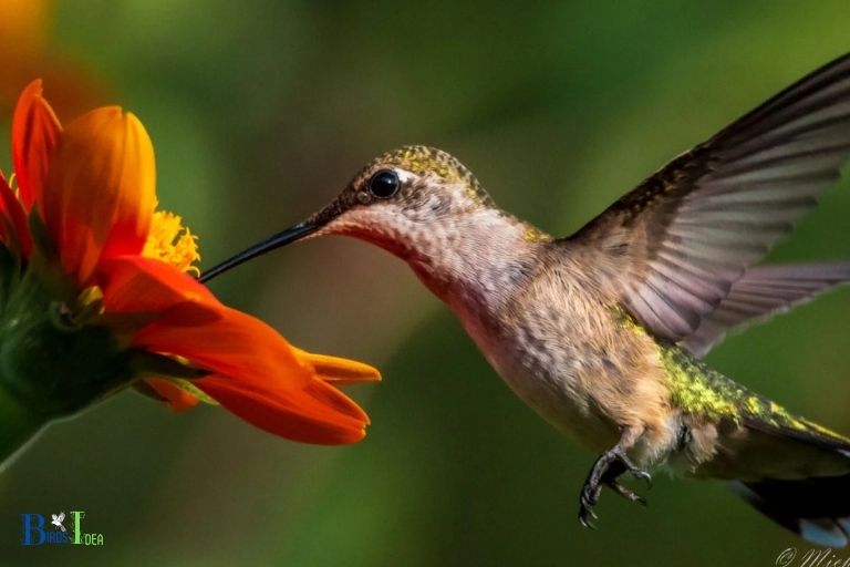 How Does Consuming Nectar Help Hummingbirds