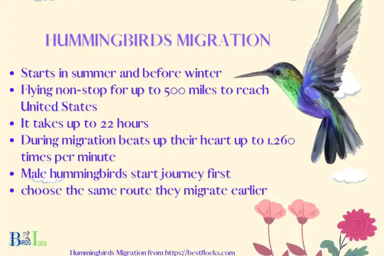 How Does Decreasing Food Sources Impact Hummingbird Migration
