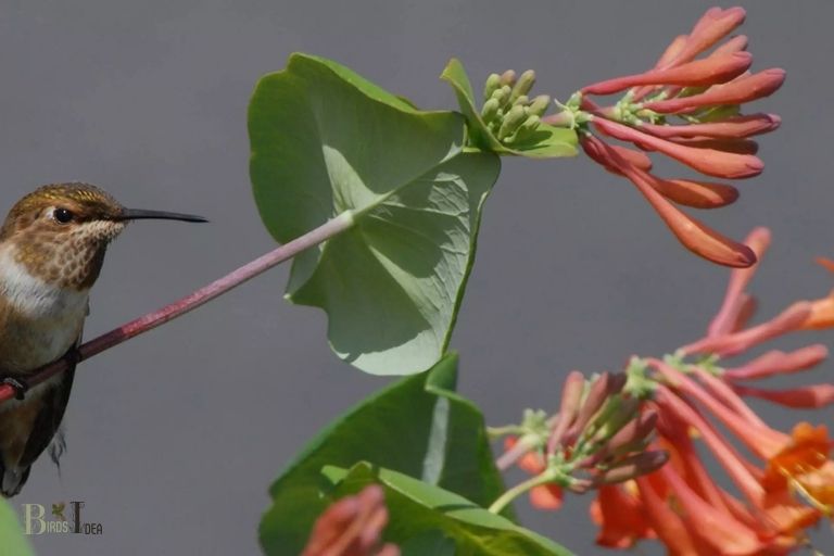 How Does Honeysuckle Function As A Source of Food For Hummingbirds