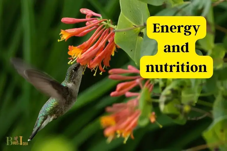 How Does Honeysuckle Help Hummingbirds Stay Energized