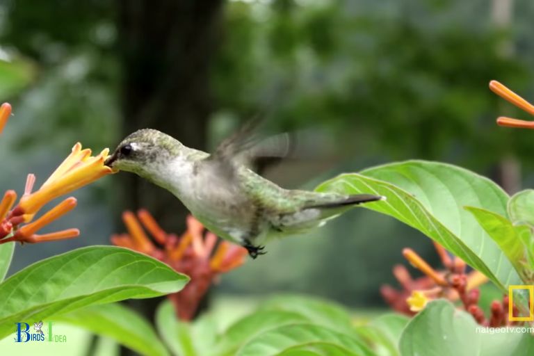 How Does Hovering Help The Hummingbirds