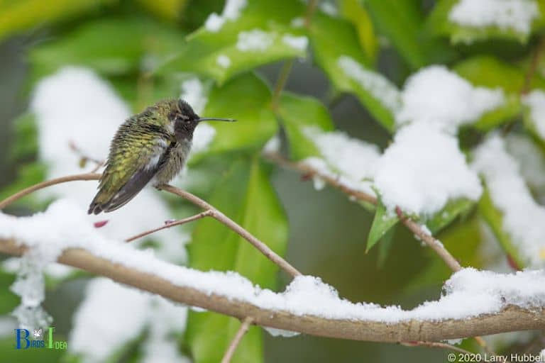 How Does Joining Geese Help in Survival of Hummingbirds