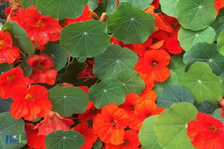 How Does Nasturtiums Play a Role in Providing Hummingbirds with Nutrition