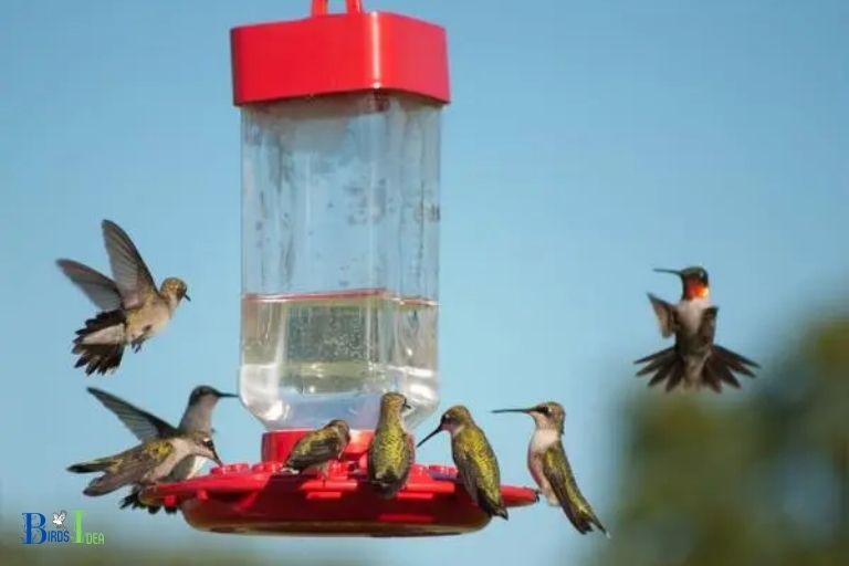 How Does The Introduction of Hummingbird Feeders Lead to Competition for Food