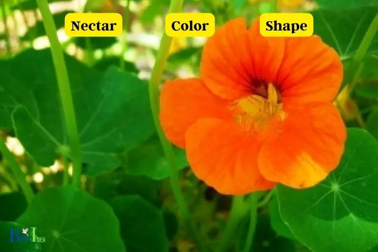 How Does the Appearance of Nasturtiums Attract Hummingbirds