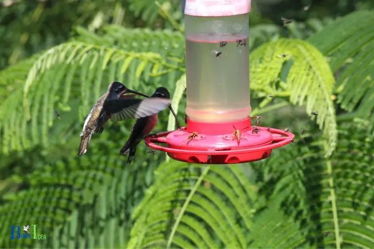 How Does the Introduction of Disease Occur Through Hummingbird Feeders