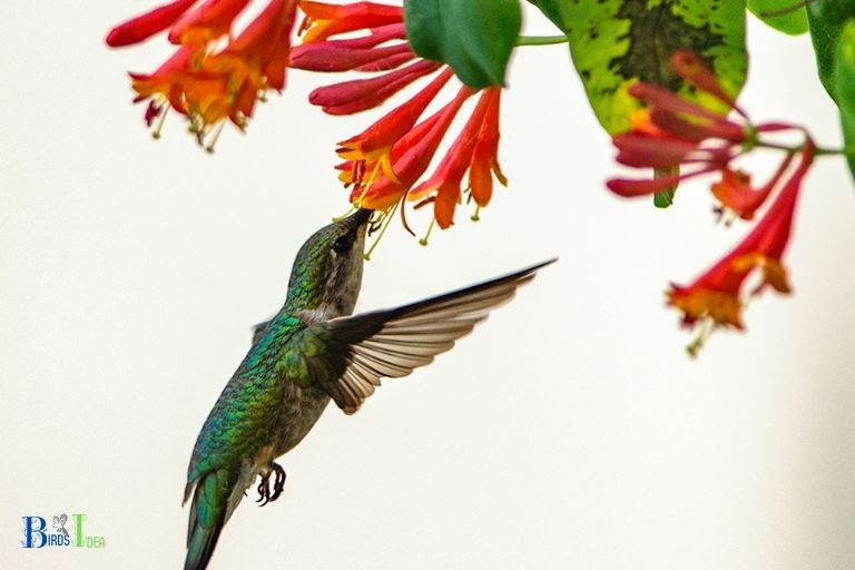 How Does the Shape of the Honeysuckle Blossoms Assist Hummingbirds