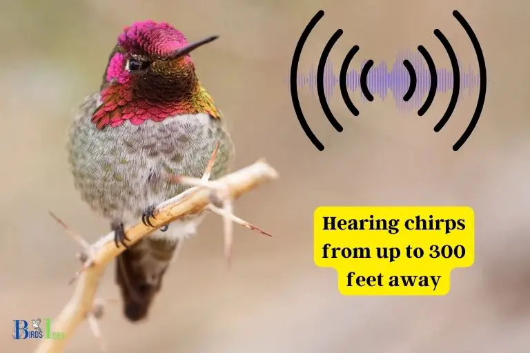How Far can a Hummingbird Hear a Chirp