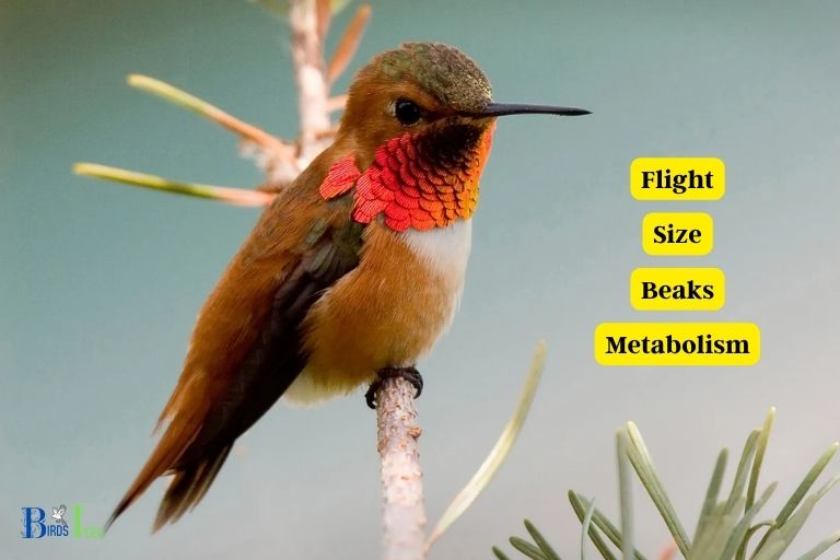 How Have Hummingbirds Adapted to Their Environment