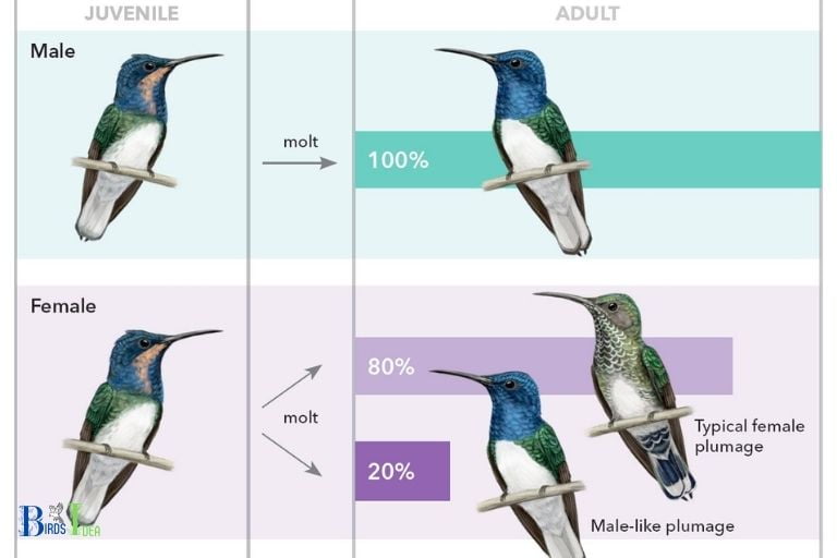 How Have Hummingbirds Evolved Over Time