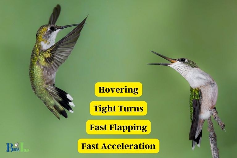 How Hummingbird Flight Enhances Territorial Defense