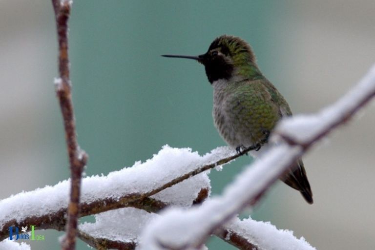 How Hummingbirds Adapt to the Cold Weather