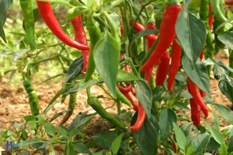 How Hummingbirds Benefit From Eating Cayenne Pepper